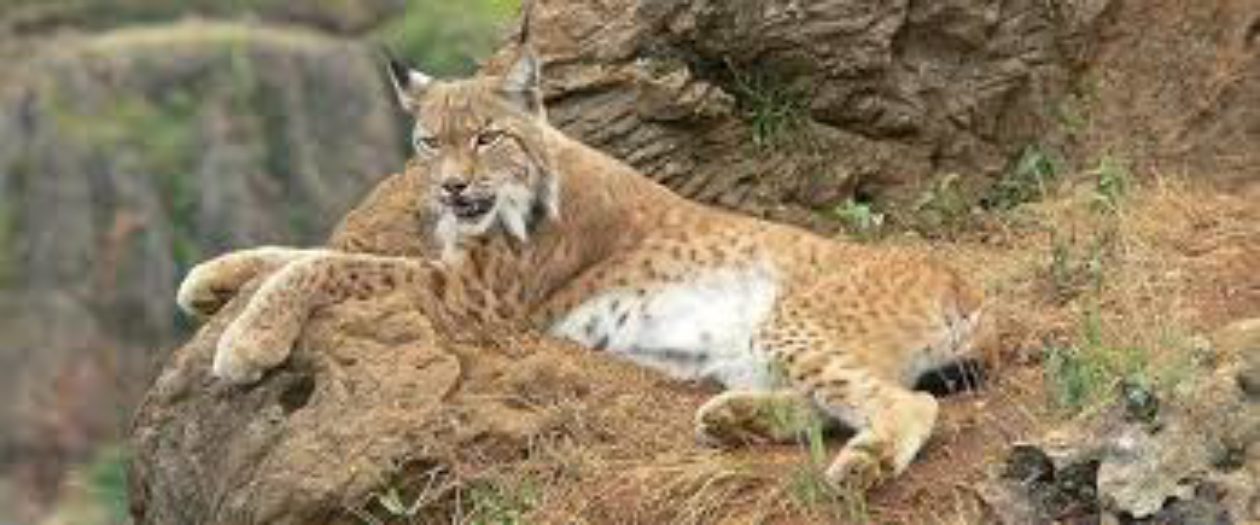 endangered animals
